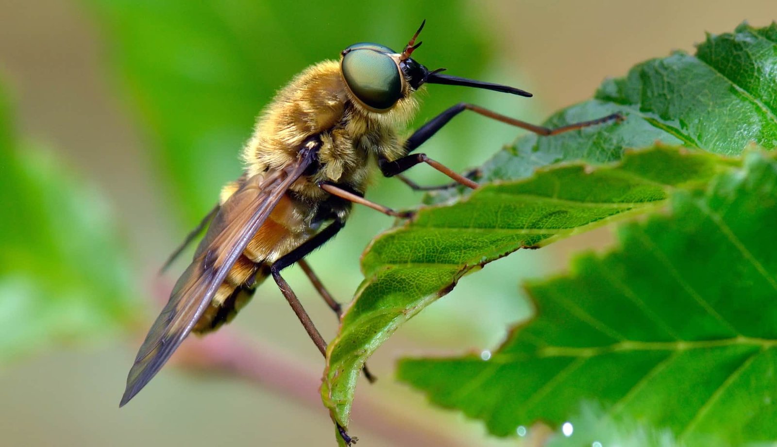 What to Do If You Get a Horsefly Bite