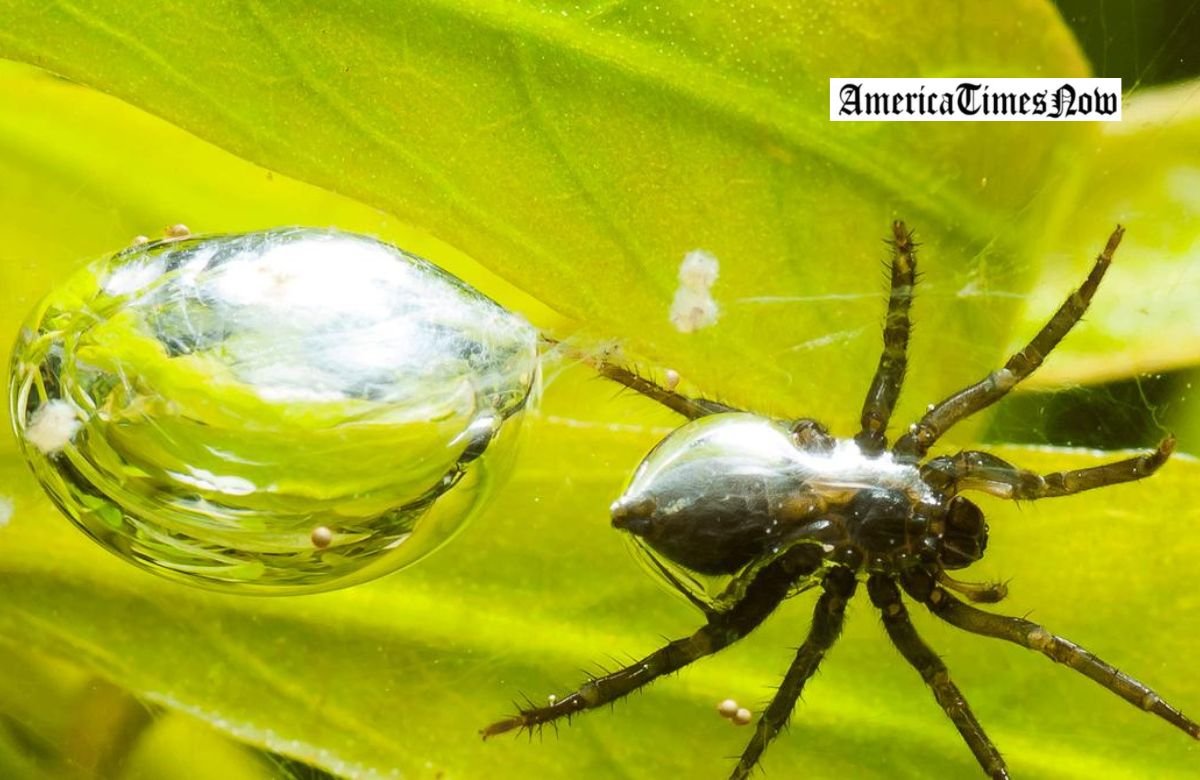 The Diving Bell Spider: Nature's Aquatic Architect